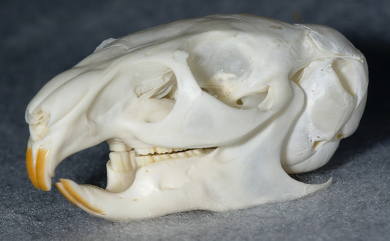 チンチラ頭蓋骨