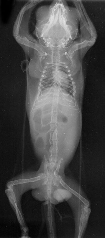 フクロモモンガのくる病のレントゲン写真