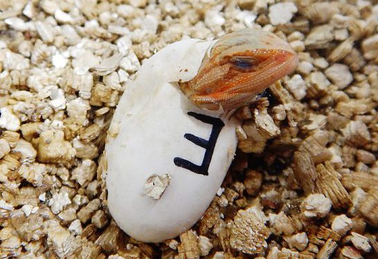 フトアゴヒゲトカゲの孵化