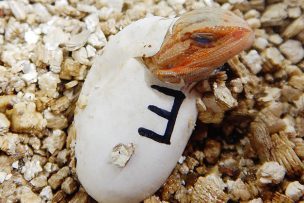 フトアゴヒゲトカゲ孵化