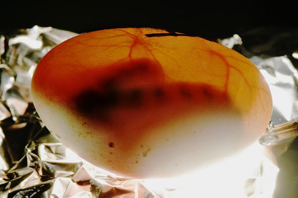 フトアゴヒゲトカゲのキャンドリング