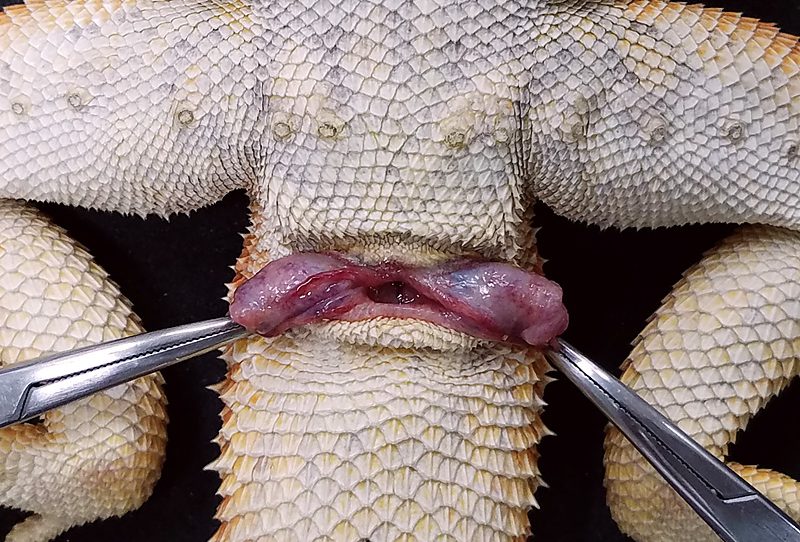 フトアゴヒゲトカゲのヘミペニス