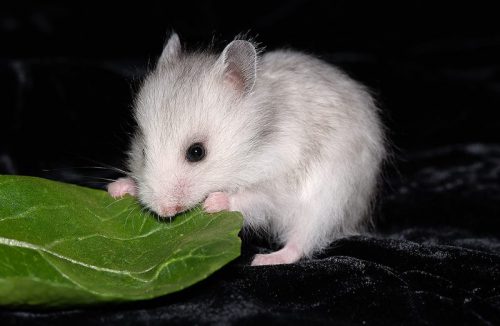 ハムスター野菜