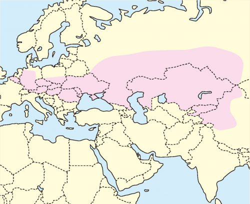 クロハラハムスター分布地図