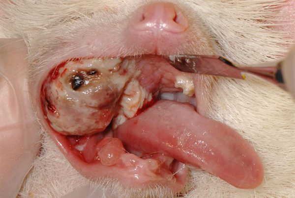 ハリネズミの口の悪性腫瘍