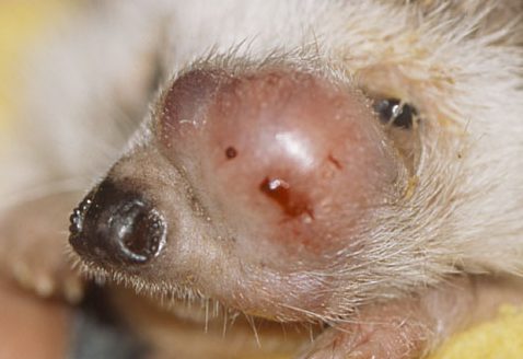 ハリネズミの口の悪性腫瘍