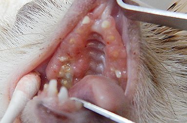 ハリネズミの歯周病