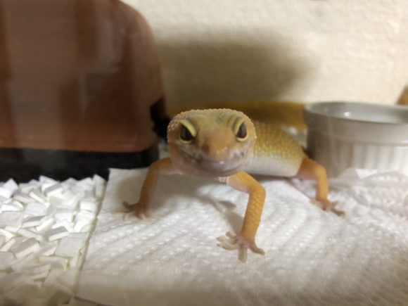 ヒョウモントカゲモドキ