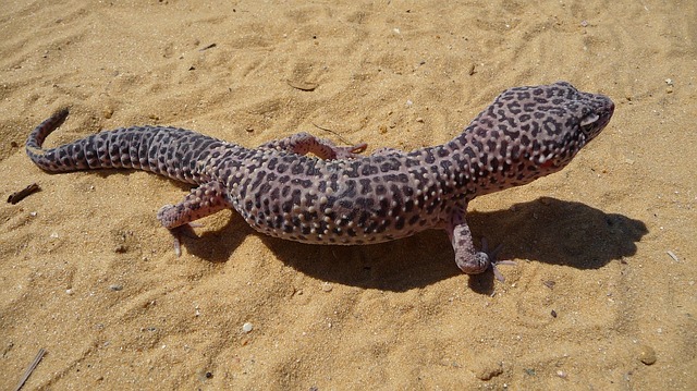 ヒョウモントカゲモドキ