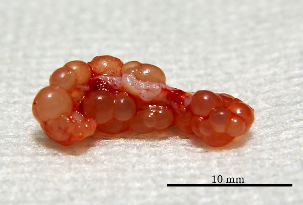 イグアナ小型卵胞