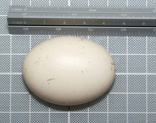 イグアナの卵