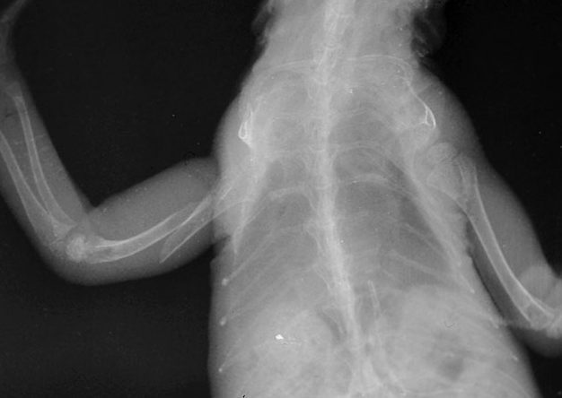イグアナ骨折のレントゲン写真