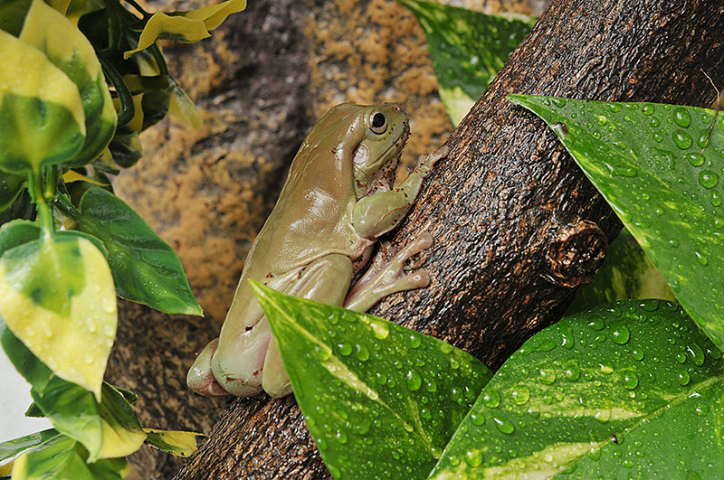 アカメアマガエル イエアメガエルの飼い方 特別保存版 樹上性カエルの飼育