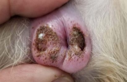 ミーアキャットの肛門腺