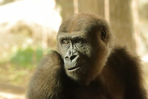 サルの飼育の心構え 必ず読んで