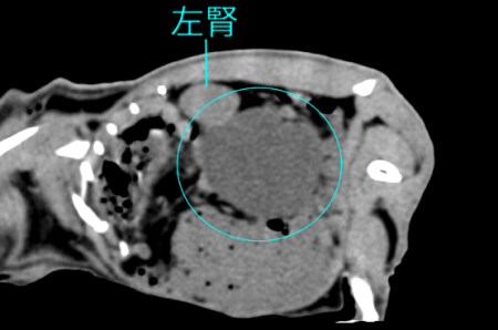 モルモット卵巣嚢腫CT