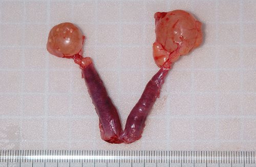 モルモット卵巣嚢腫