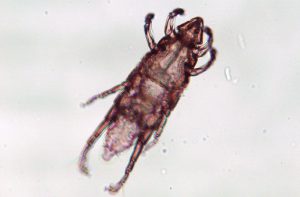 モルモットシラミ