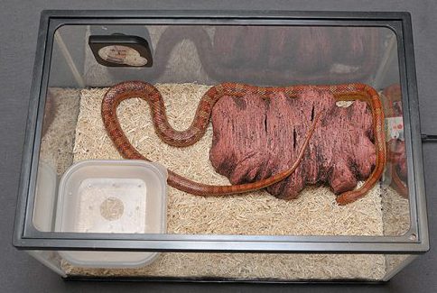 専門獣医師の解説 ナミヘビの飼育 特別保存版ver 2