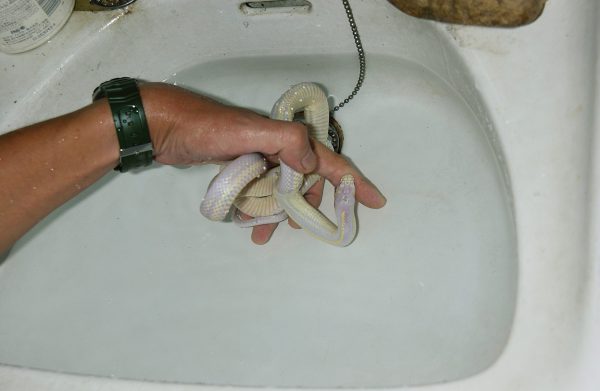 ヘビの温浴
