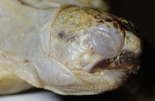 リクガメが鼻水垂らしています 肺炎 鼻炎