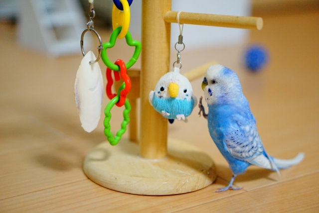 専門獣医師が解説する小鳥のおもちゃの選び方｜ネットで買えるお薦め商品ベスト10！ | セキセイインコ情報室｜専門獣医師による飼育と病気の解説