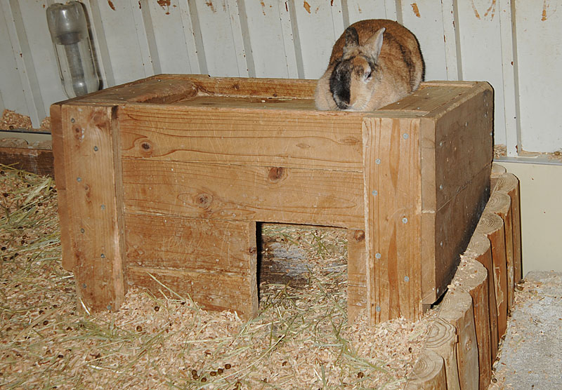 ウサギ小屋
