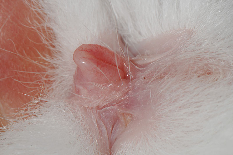 ウサギ幼体のメスの陰部