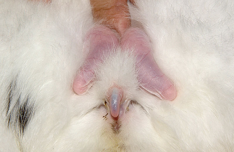 ウサギのオスの陰嚢