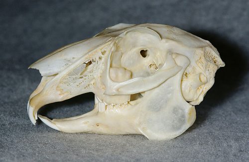 ウサギの頭蓋骨