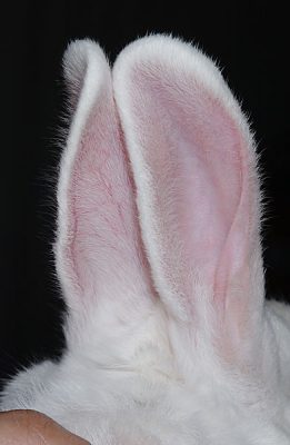 ウサギ耳