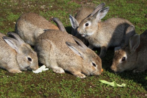 ウサギ群れ