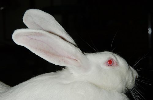 ウサギってどんな動物 知らないといけない生態と特徴 Ver 4