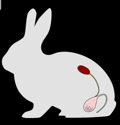 ウサギの尿結石イラスト