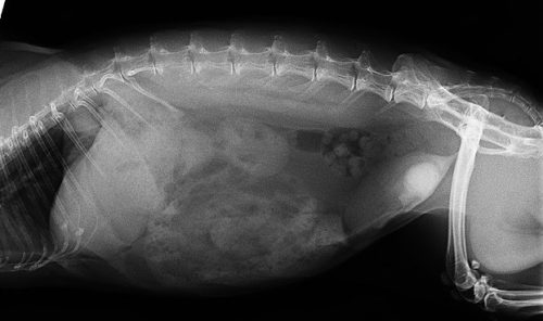 膀胱結石初期のレントゲン写真