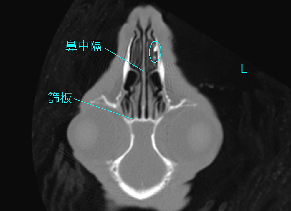 ウサギ鼻腔CT写真