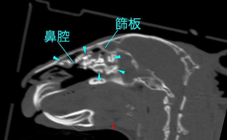 ウサギ鼻腔骨融解CT写真