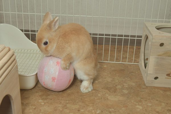 専門獣医師によるウサギのおもちゃの選び方｜ネットで買えるお薦め商品ベスト10！