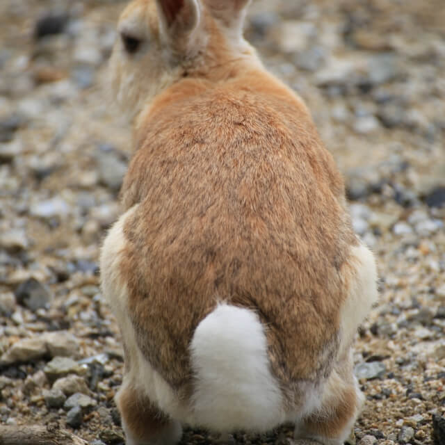 ウサギの尾