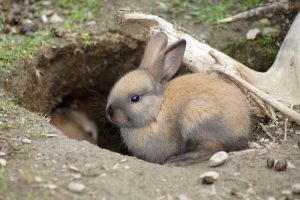 専門獣医師が解説するウサギのトンネルの選び方 ネットで買えるお薦め