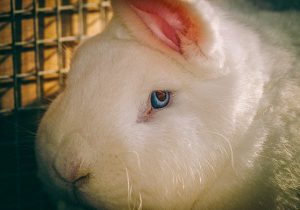専門獣医師解説 ウサギの飼育 特別保存版ver 5