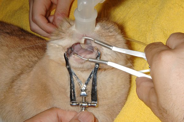 ウサギの歯の処置