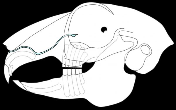 ウサギの歯のイラスト