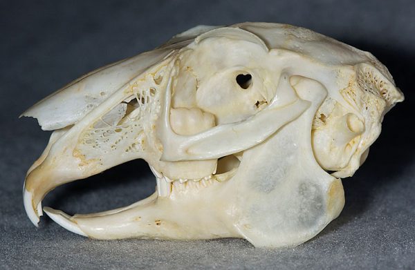 ウサギ頭骨