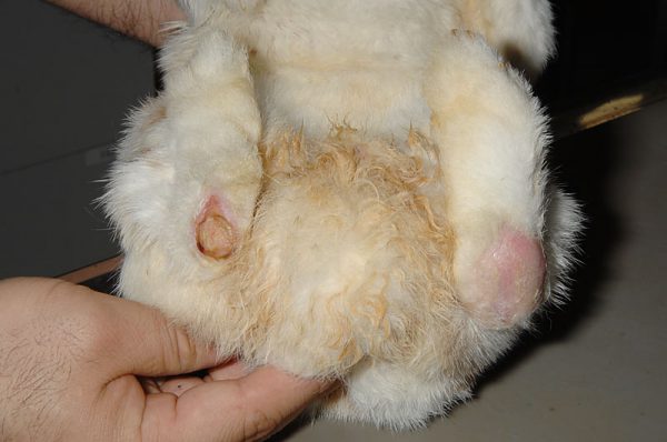 ウサギ足底皮膚炎