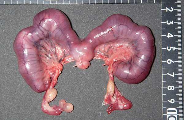 ウサギ子宮内膜症