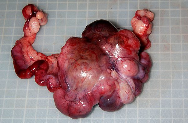 ウサギの子宮の腫瘍