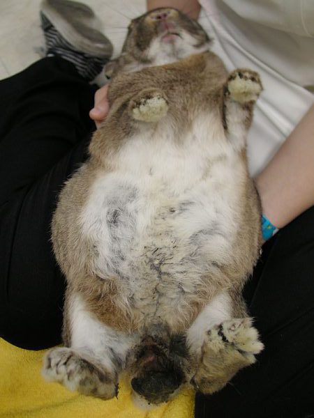 ウサギ肥満