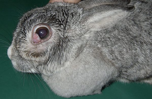 ウサギの目の病気