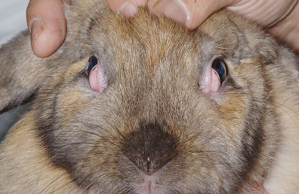 ウサギの瞬膜腺過形成